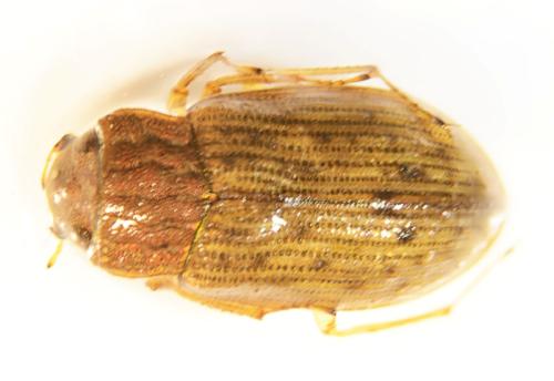 Helophorus sp.